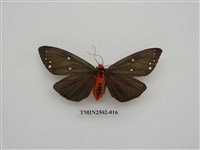 藏品(烏麗燈蛾)的圖片